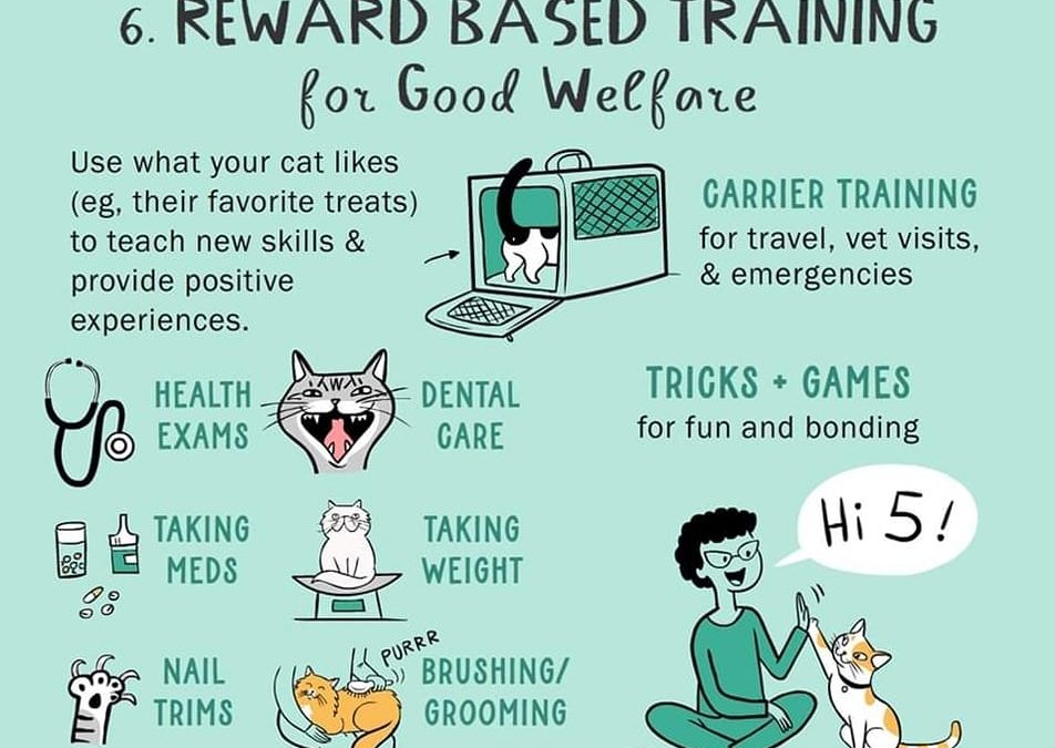Reward Based Training Tips