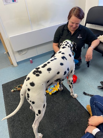 dog having one to one training