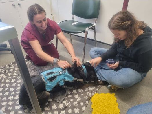 Dog getting help from vet